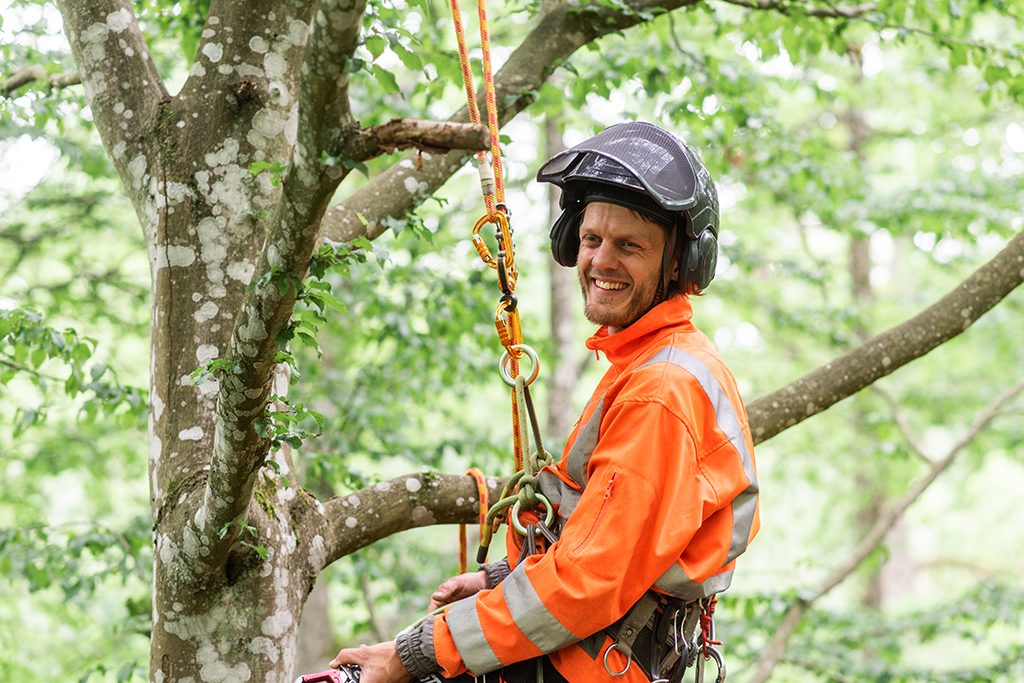 Arborist i Höör Hörby Eslöv Skåne - Mellanskåne